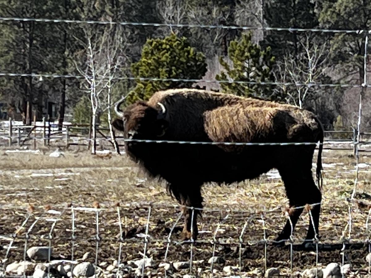 McCleary with bison at the American Bison Sanctuary